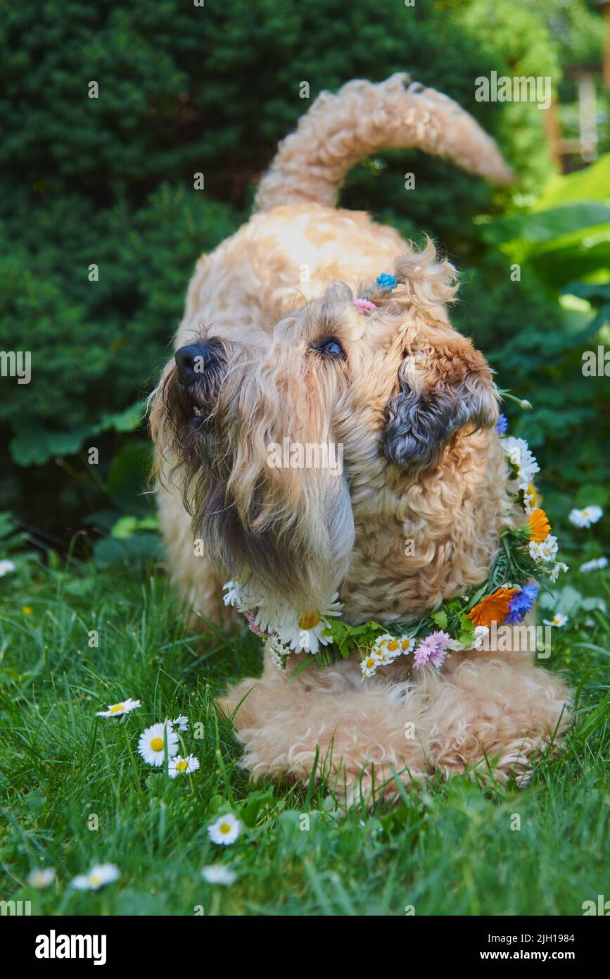 El perro esponjoso de la raza irlandesa del terrier del wheaten de la cubierta suave en una corona de flores brillantes en un claro verde. Foto de stock