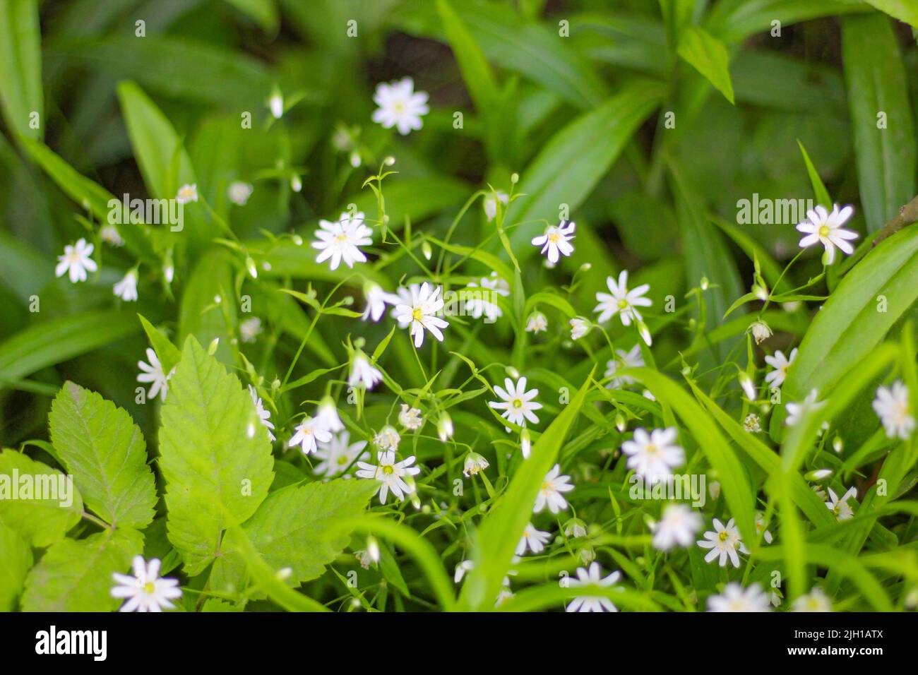 Pequeñas flores blancas como estrellas en el follaje verde del jardín en un día de verano. Foto de stock