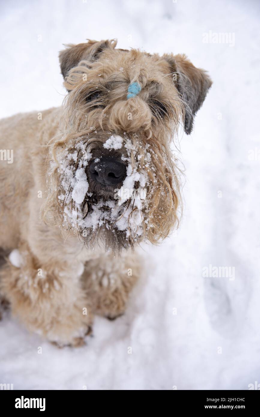 Irish Soft Coated wheaten terrier.Fluffy perro de oro en un paseo en un parque nevado. Foto de stock