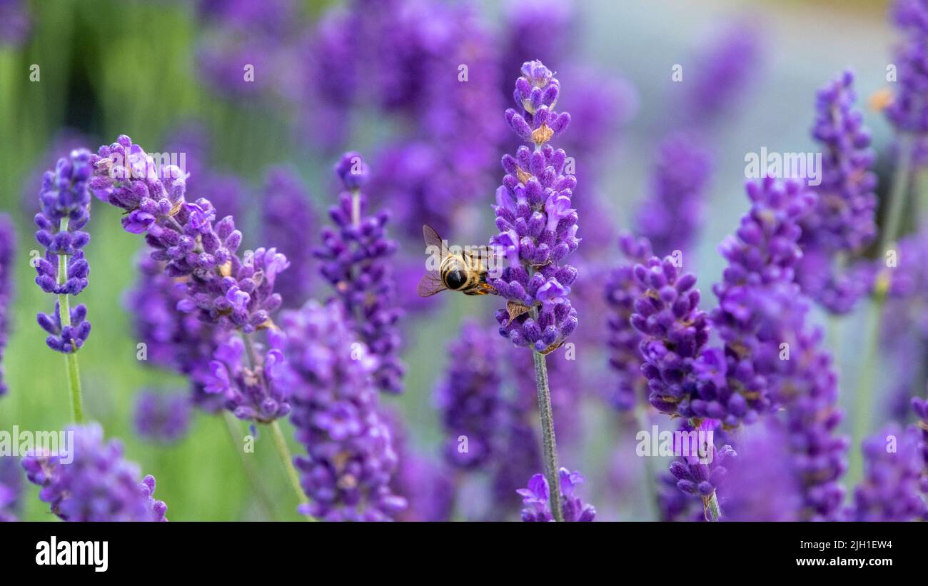 Abeja de miel en campo de lavanda en flor. Paisaje de verano con flores de lavanda  azul. Letonia Fotografía de stock - Alamy