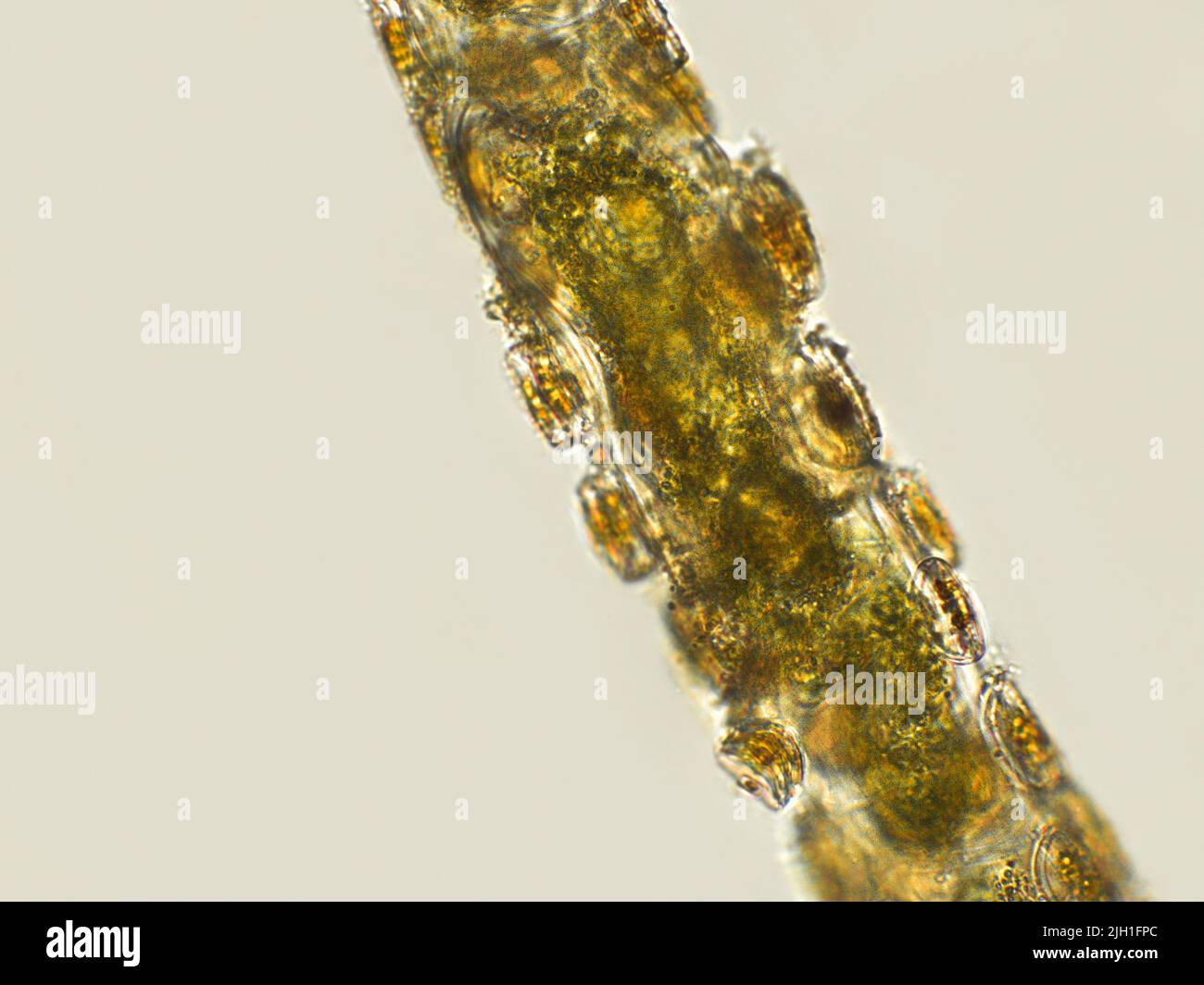 Algas filamentosas bajo vista microscópica Foto de stock
