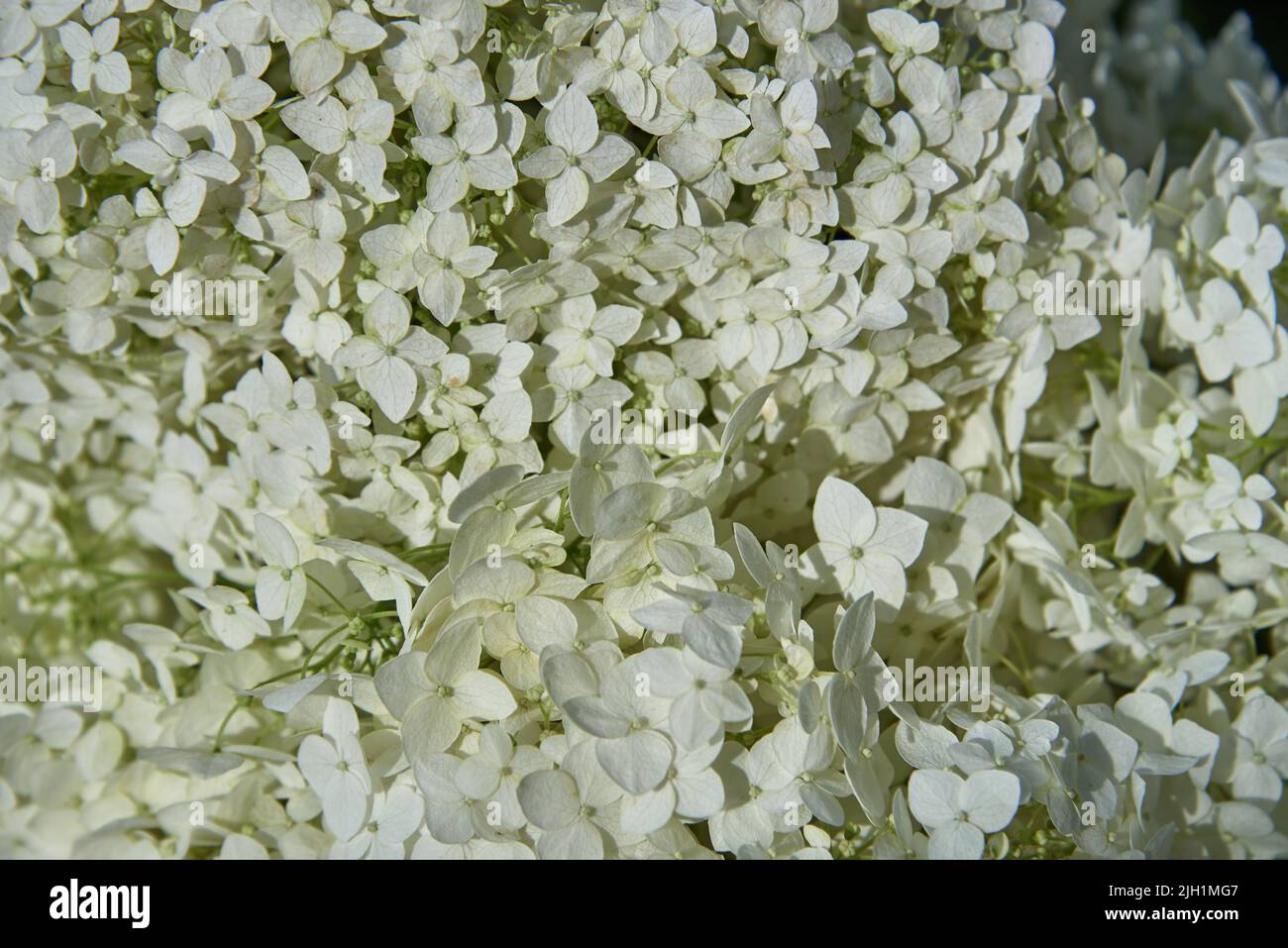 Hortensias blancas de cuadro completo como telón de fondo. Fondo floral, espacio de copia, diseño. Una tarjeta de felicitación. Enfoque selectivo en flores individuales. Foto de stock