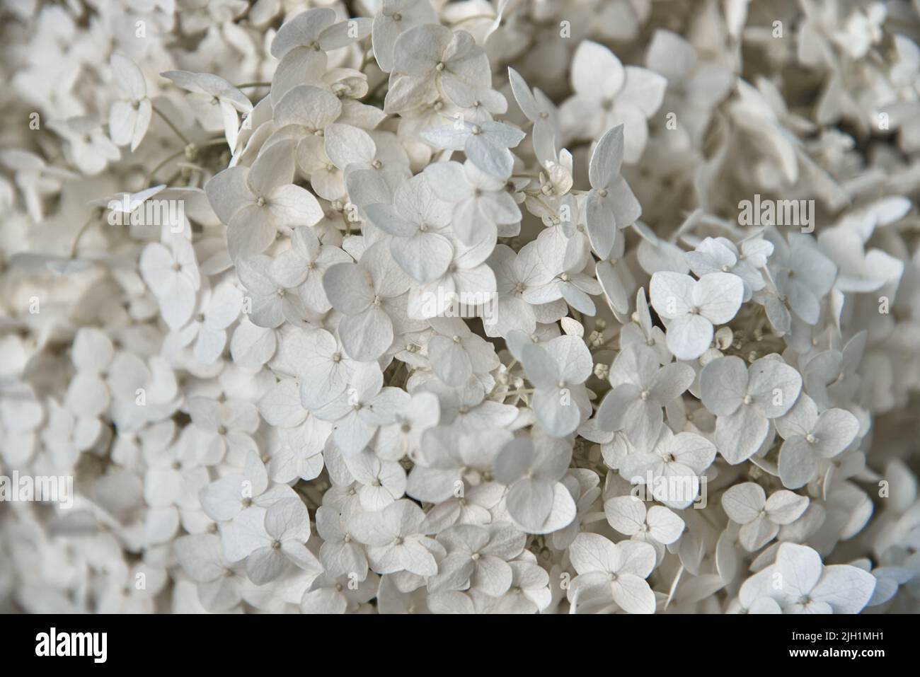 Hortensias blancas de cuadro completo como telón de fondo. Fondo floral, espacio de copia, diseño. Una tarjeta de felicitación. Enfoque selectivo en flores individuales. Foto de stock