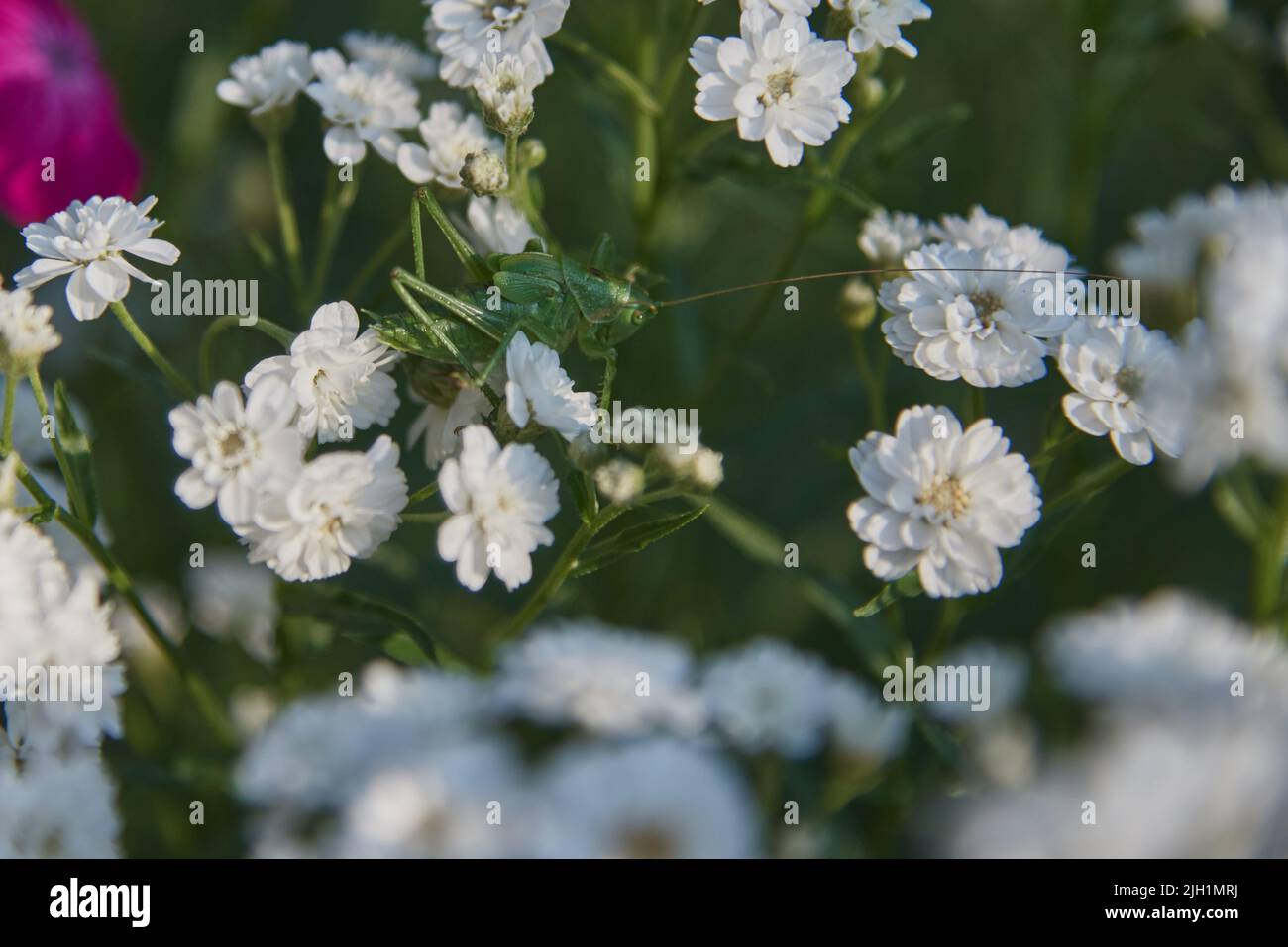 Gitófila de cuadro completo en flor. Las langostas verdes se sientan en las flores blancas. Foto de stock