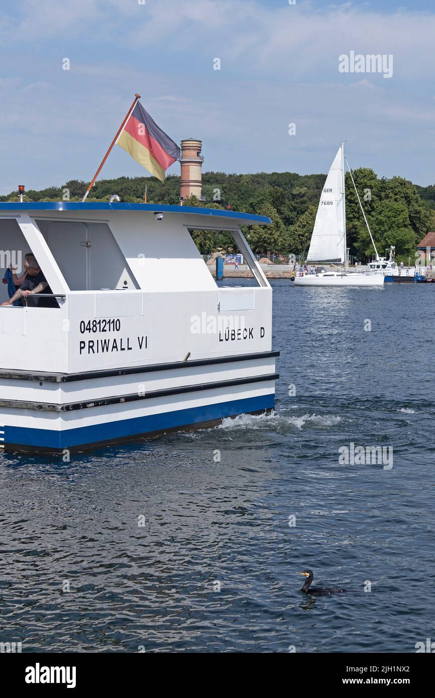 Velero, ferry de pasajeros a pie, cormorán, Priwall, Travemünde, Lübeck, Schleswig-Holstein, Alemania Foto de stock