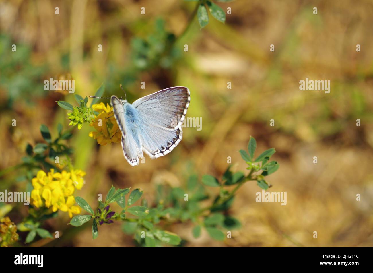 Bläulinge, Lycaenidae, Schmetterling. Foto de stock