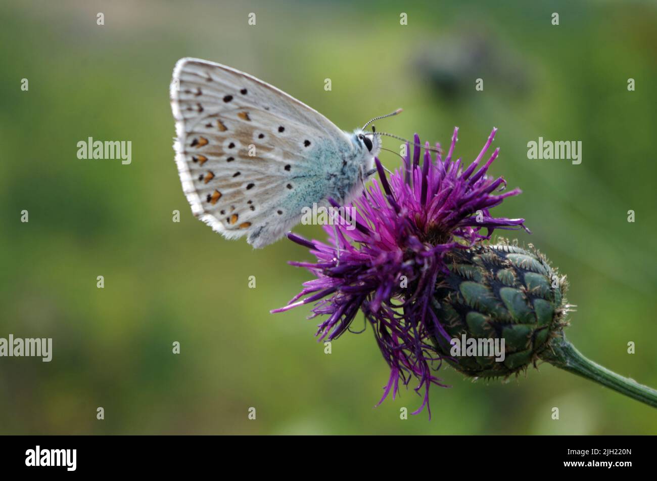 Bläulinge, Lycaenidae, Schmetterling. Foto de stock