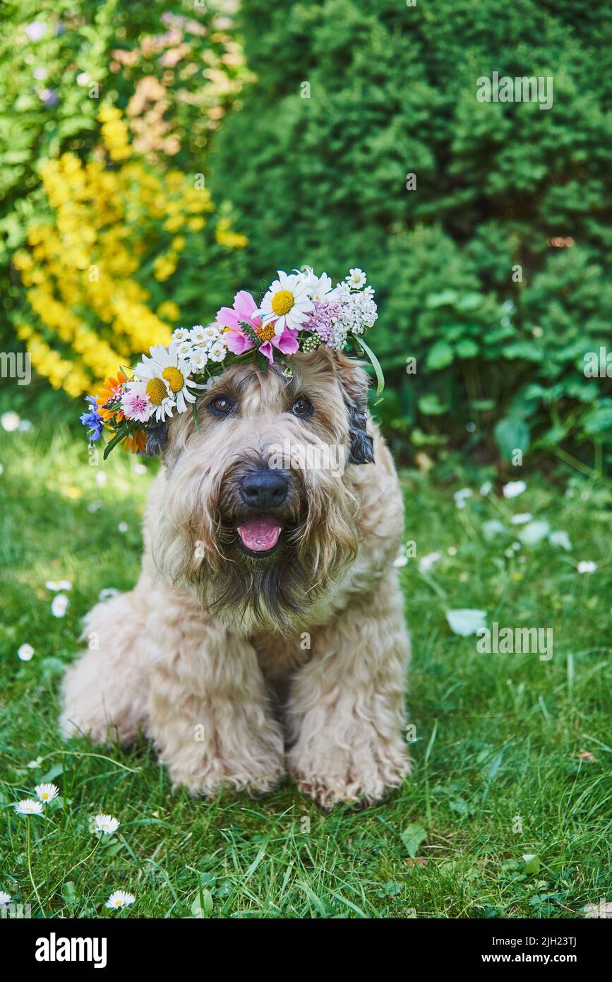 El perro esponjoso de la raza irlandesa del terrier del wheaten de la cubierta suave en una corona de flores brillantes en un claro verde. Foto de stock