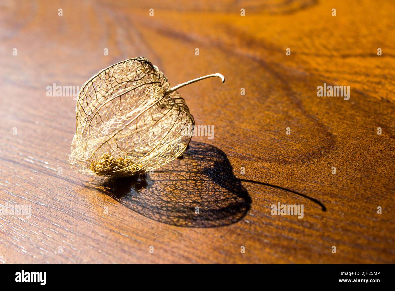 Una vieja cáscara seca de un cape Gooseberry, también conocida como baya Inca en una mesa de madera. Foto de stock