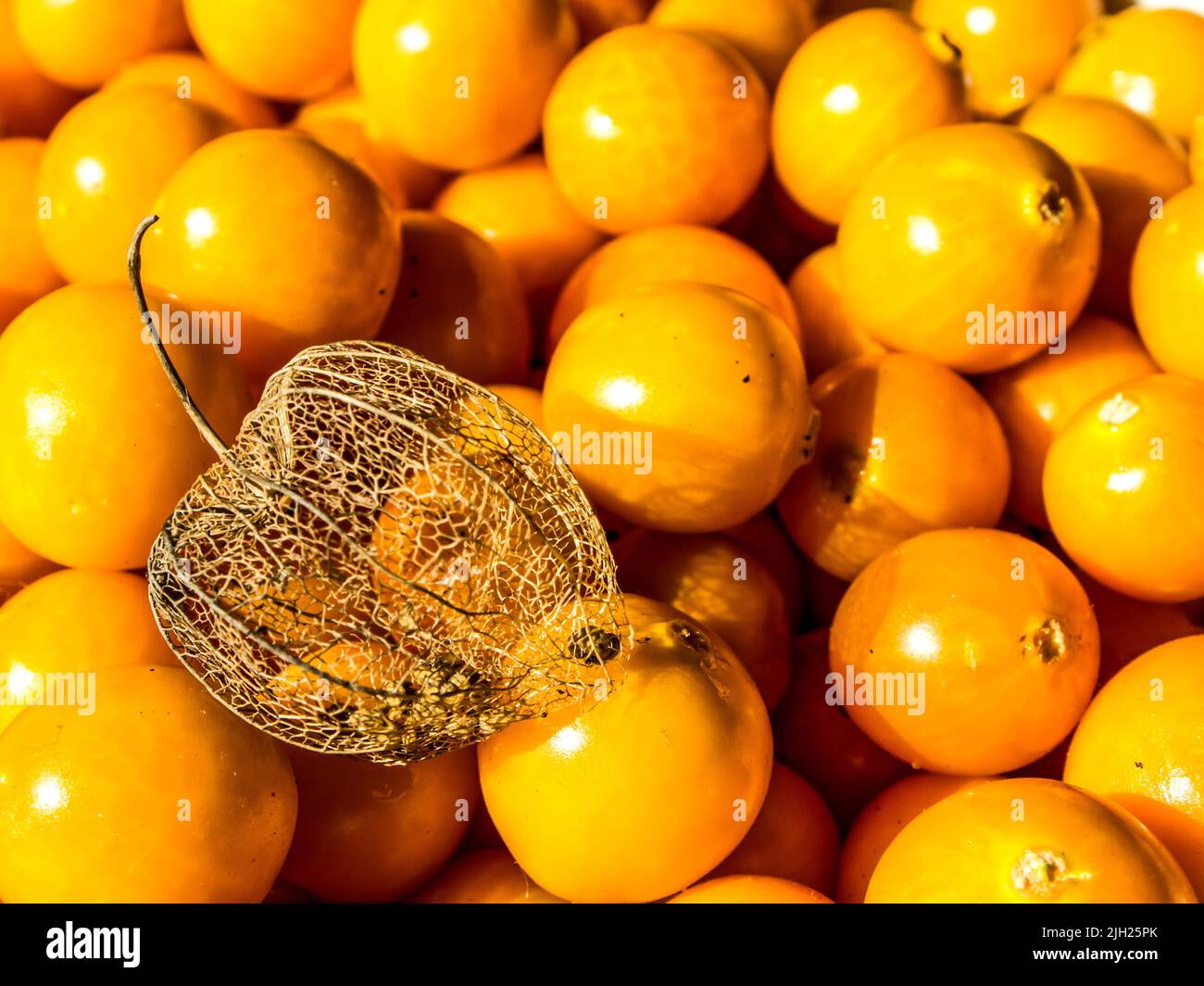 Una cáscara de gooseberry seca, contra la fruta de gooseberry anaranjada brillante Foto de stock