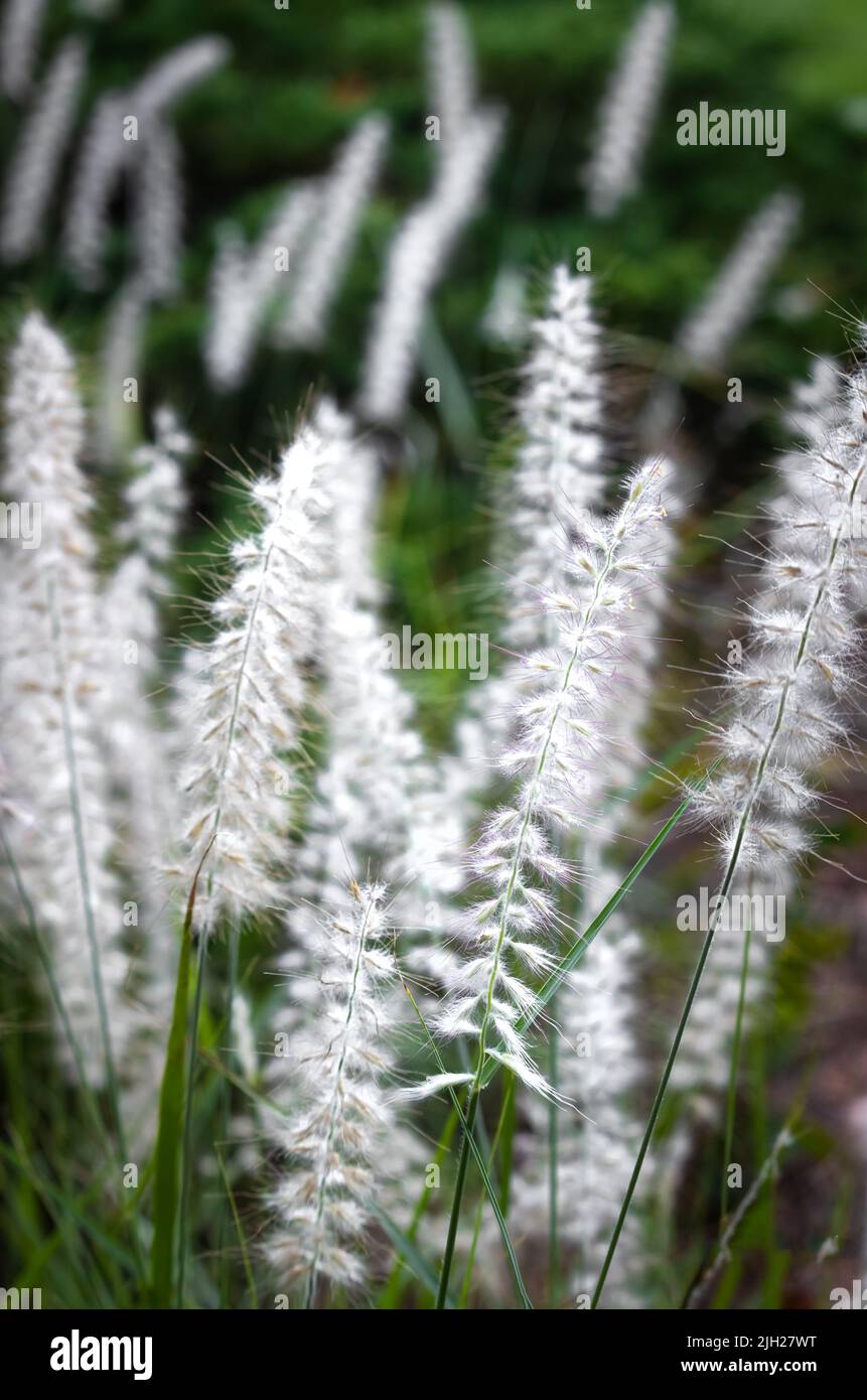 White Chinese Fountain Grass flores, Pennisetum alopecuroides, en un campo de verde en primavera o verano, Lancaster, Pennsylvania Foto de stock