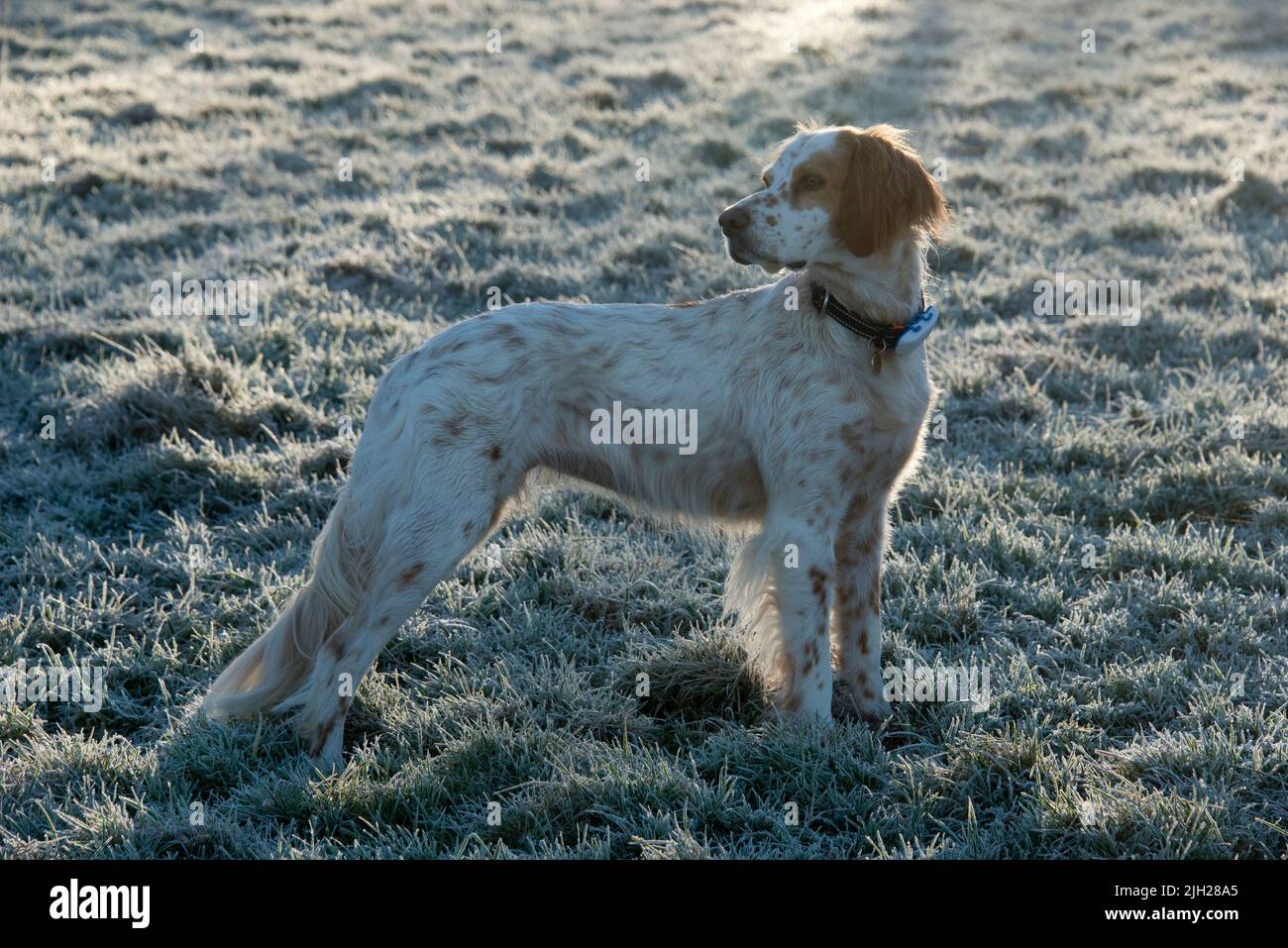 Perro setter inglés parado sobre hierba helada en una mañana fría con sol bajo detrás, Berkshire, enero Foto de stock