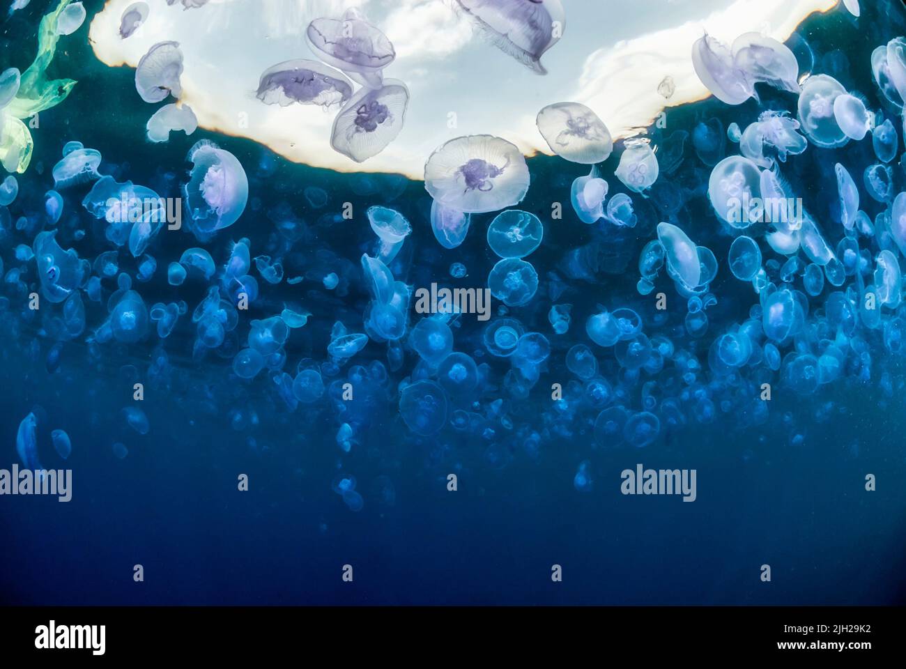 Imagen submarina de una gran concentración de medusas aurelia aurita Foto de stock