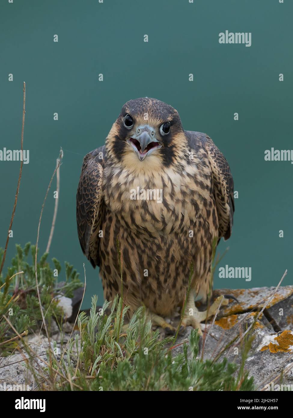 El halcón peregrino (Falco peregrinus) en su entorno natural en Dinamarca Foto de stock