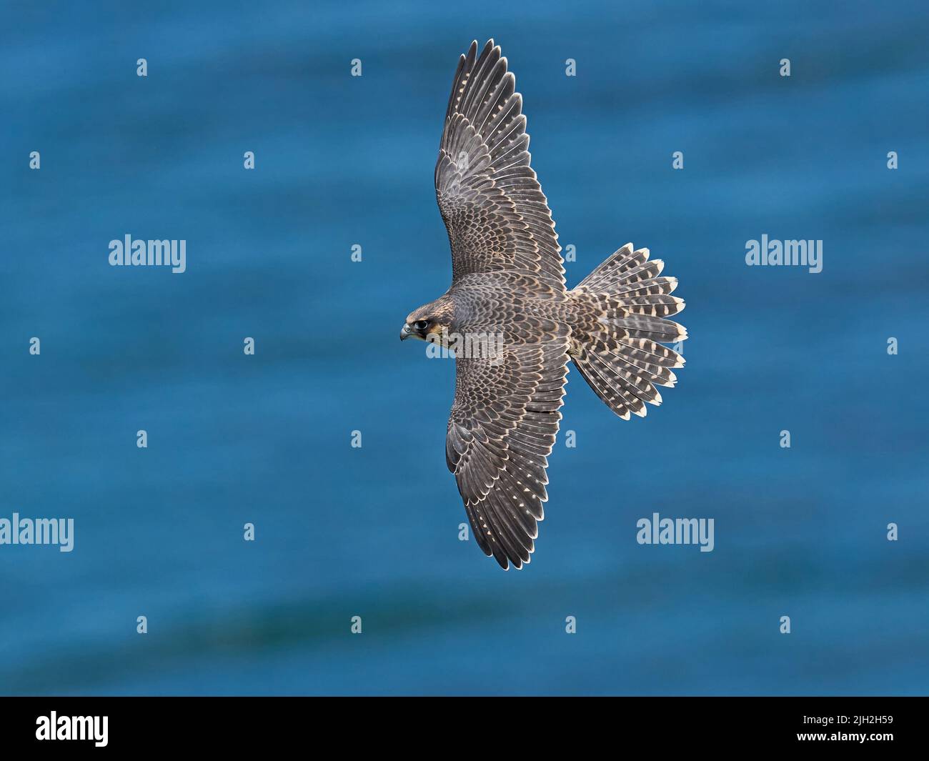 El halcón peregrino (Falco peregrinus) en su entorno natural en Dinamarca Foto de stock