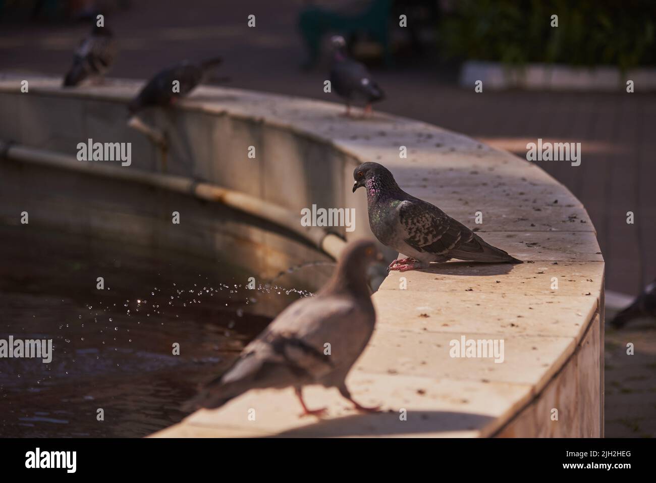 Las palomas grises ordinarias se sientan en la fuente en un caluroso día de verano. Enfoque selectivo. Foto de stock