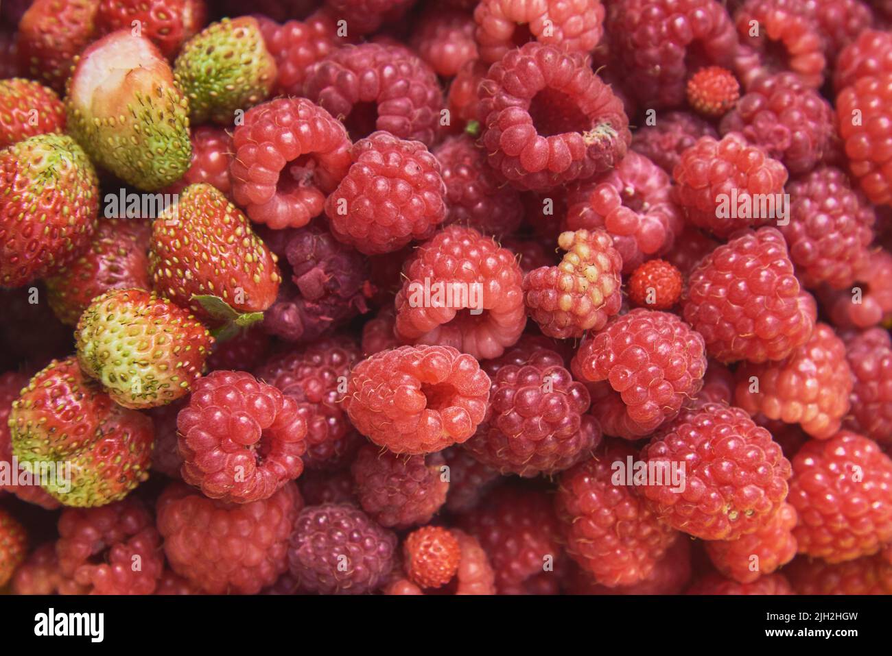 Frambuesas rojas maduras y frutillas fragantes. Foto de stock
