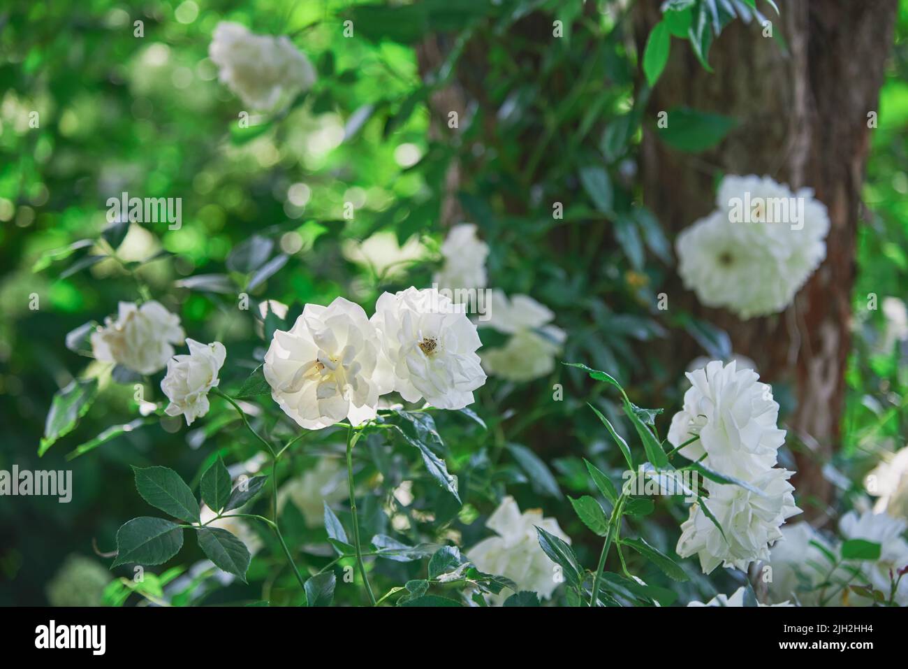 Fragantes rosas blancas sobre un fondo de follaje verde. Foto de stock