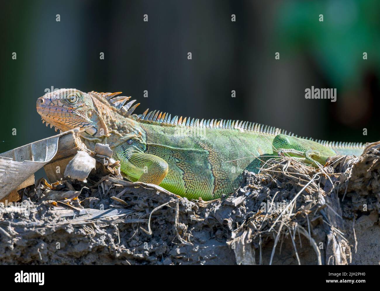 Iguana Verde Male en la playa de Manuel Antonio Foto de stock