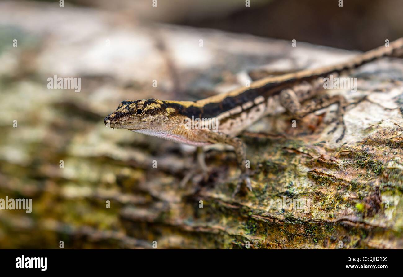 Pequeño lagarto en el bosque en el Parque Nacional Carara, Costa Rica Foto de stock