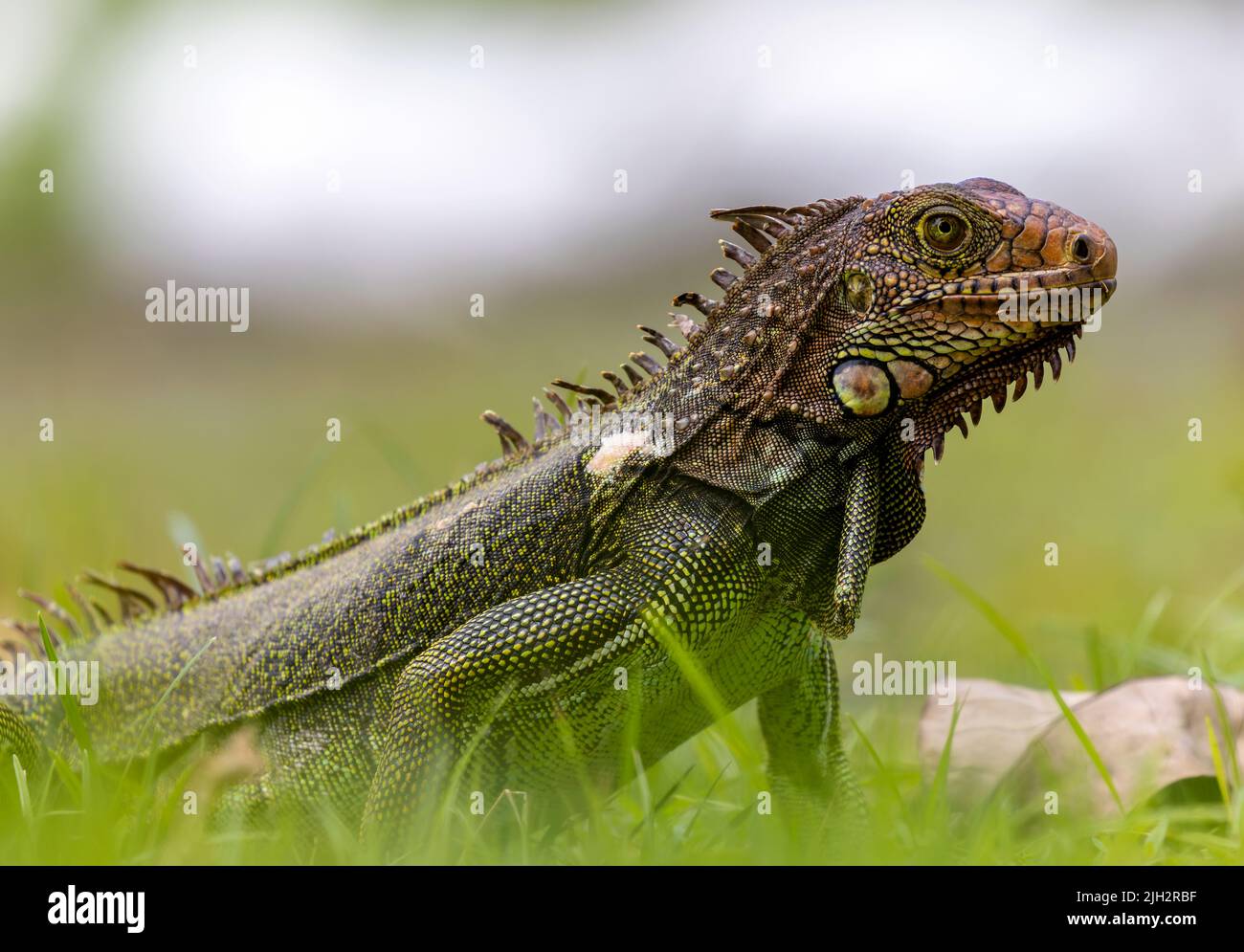 Forrajeo de Iguana Verde en pasto en Costa Rica Foto de stock