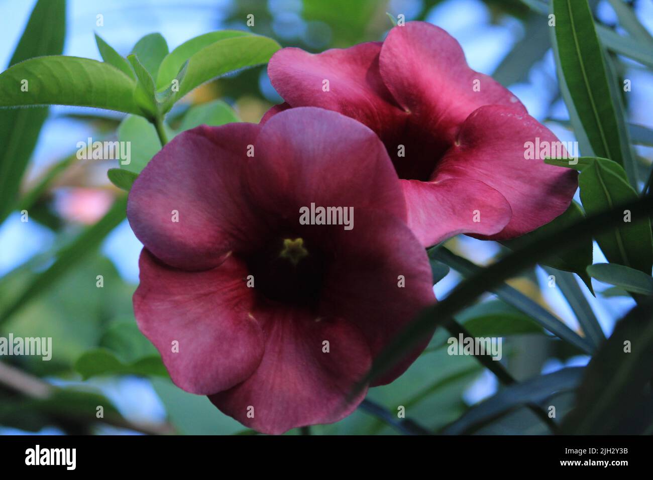 Alcea rosea flor rosa fotografías e imágenes de alta resolución - Alamy