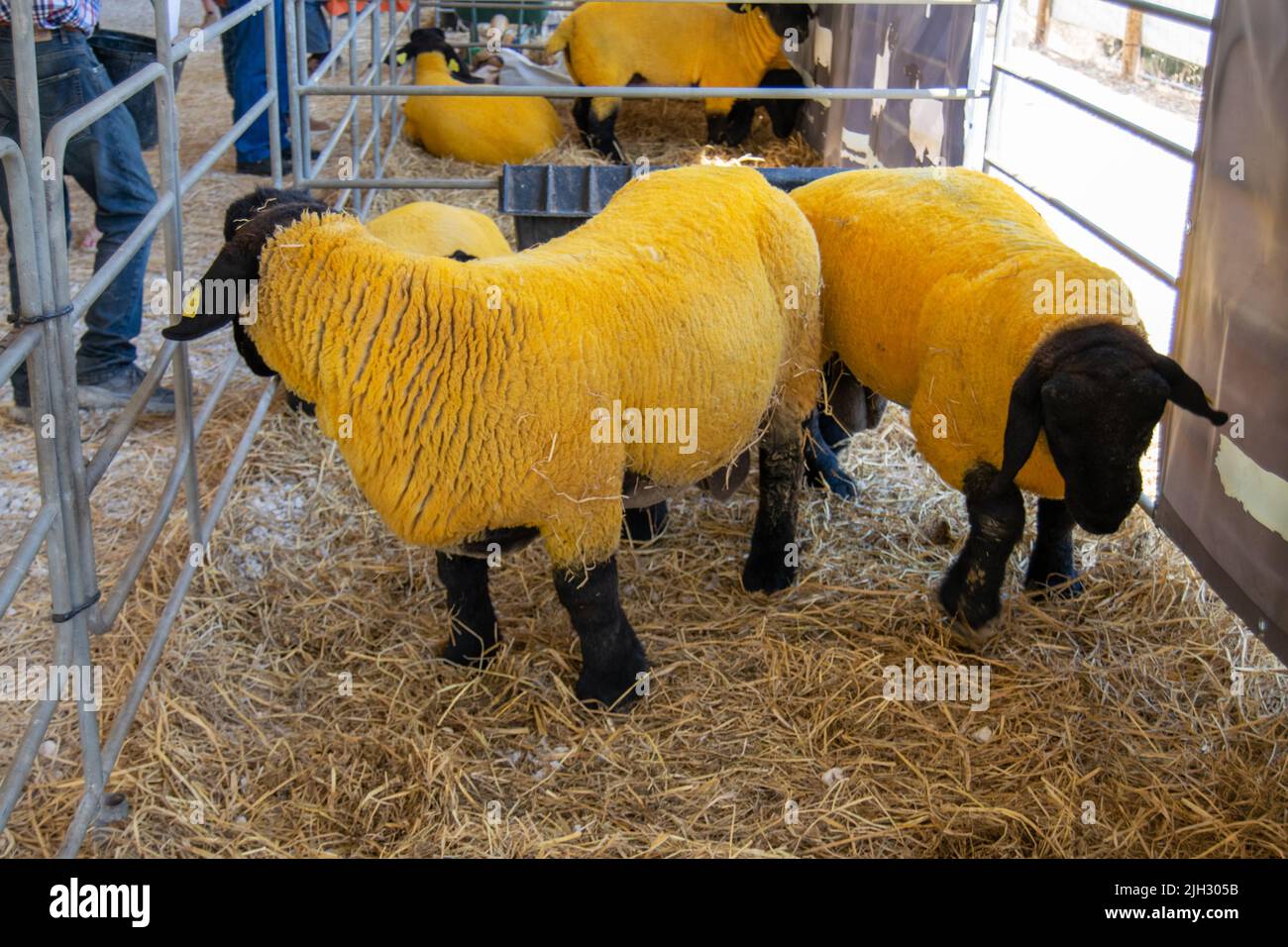Las ovejas de Suffolk, resultado de la cruzamiento cuando las ovejas de cuerno de Norfolk fueron puestas a los carneros de Southdown mejorados. Mercado de animales con animales vivos. Foto de stock