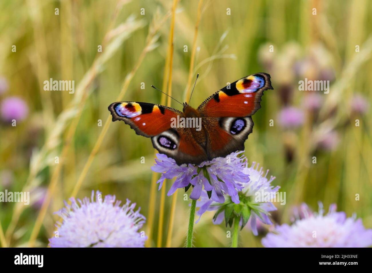 Aglais io, el pavo real europeo, más comúnmente conocido simplemente como la mariposa pavo real, perchando sobre una flor escabrosa de campo. Foto de stock