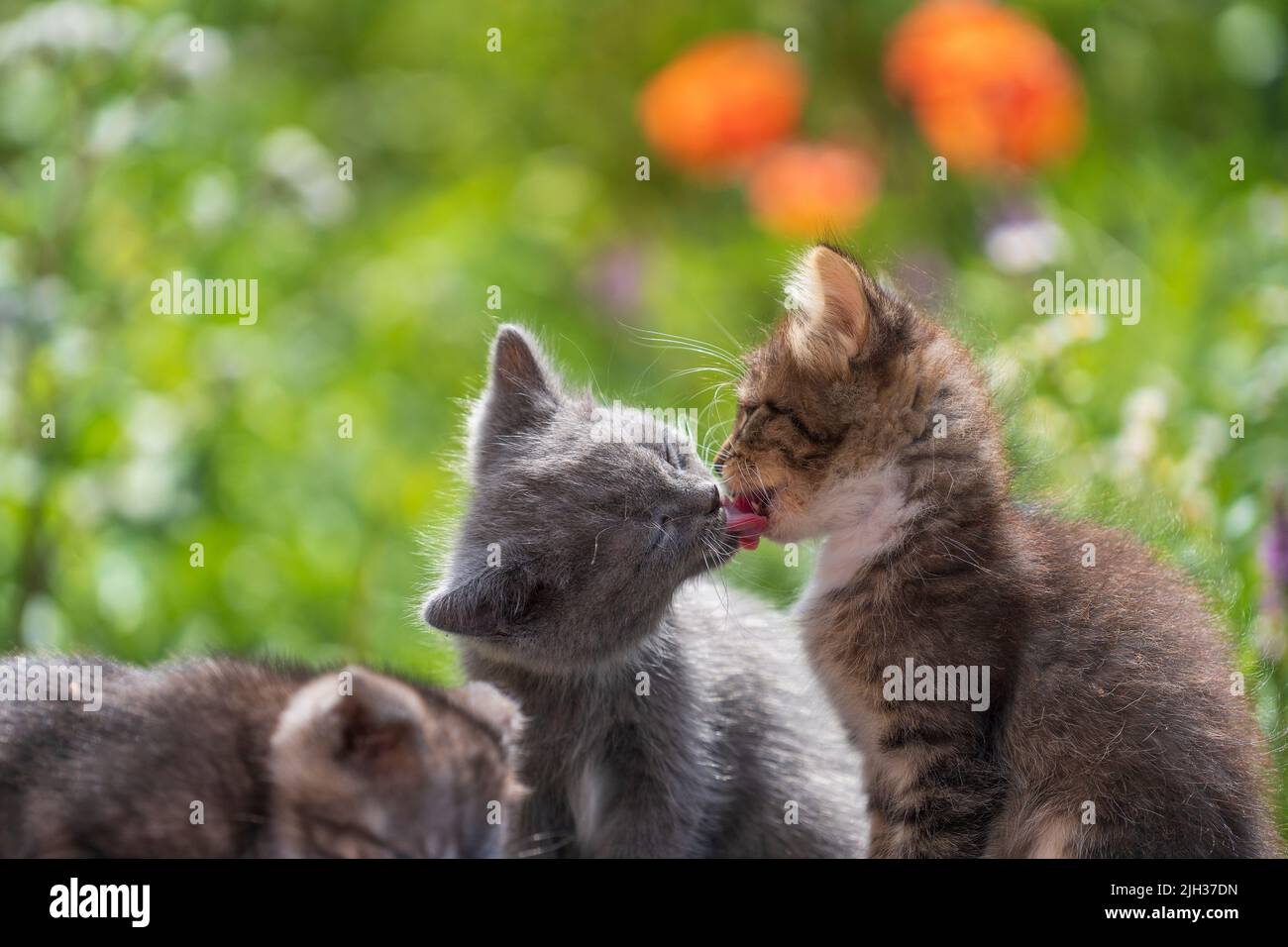 Tres gatitos pequeños en el jardín. Lindo y divertido casa mascotas. Cerca de un animal doméstico. Gatito a los dos meses de edad de la vida en la naturaleza, al aire libre Foto de stock