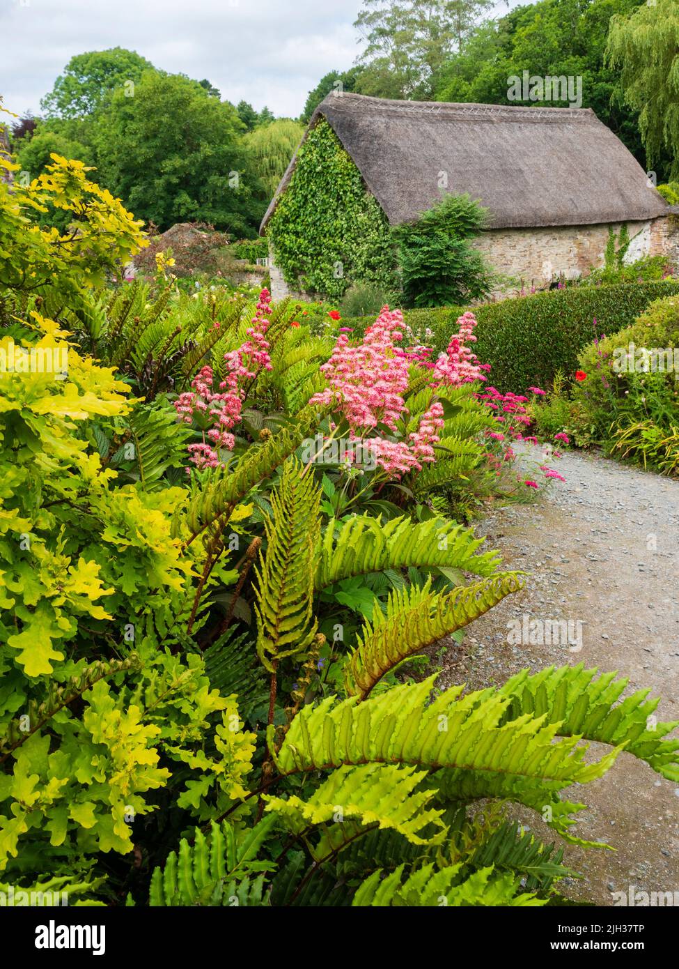 Las frondas de cuero de Blechnum chilense contrastan con las puntas rosadas y emplumadas de Rodgersia 'Chocolate Wing' en el Garden House, Devon Foto de stock