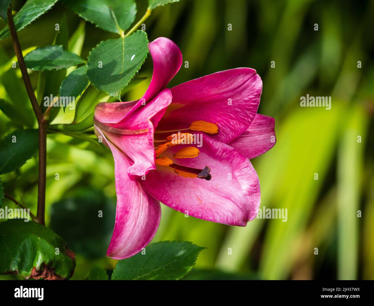 Primer plano de la floración veraniega del lirio trompeta, Lilium 'Perfección Rosa' Foto de stock