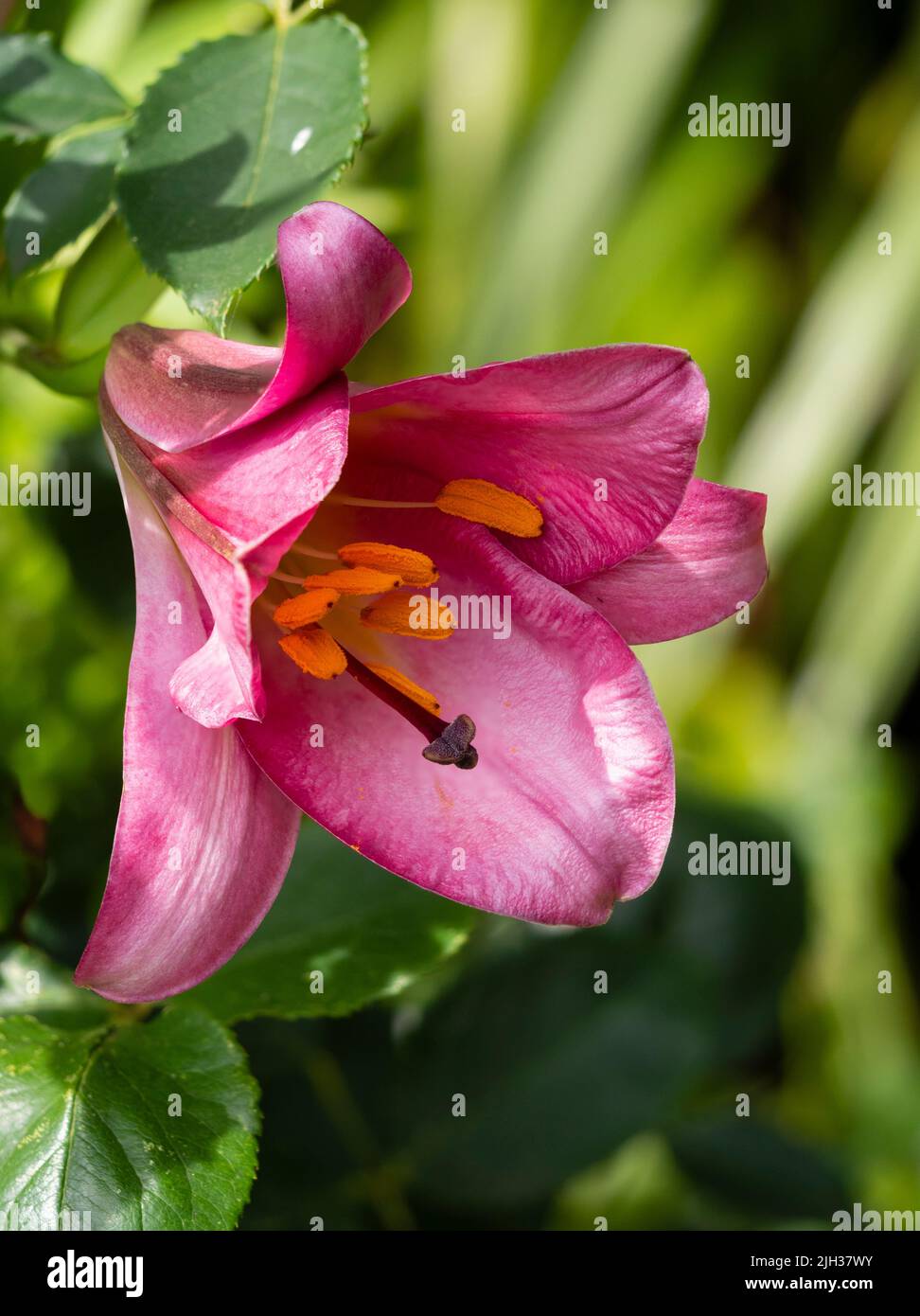 Primer plano de la floración veraniega del lirio trompeta, Lilium 'Perfección Rosa' Foto de stock