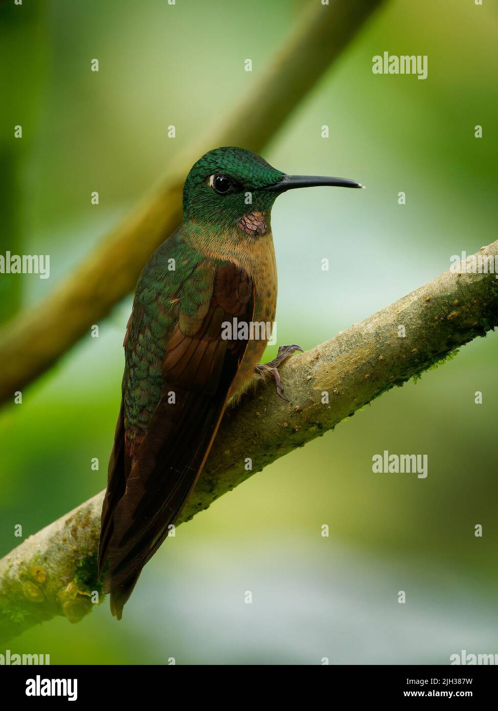 Brillante de peón - Heliodoxa rubinoides colibrí, ave nativa de América del Sur, en Bolivia, Colombia, Ecuador y Perú, también llamada lila-th Foto de stock