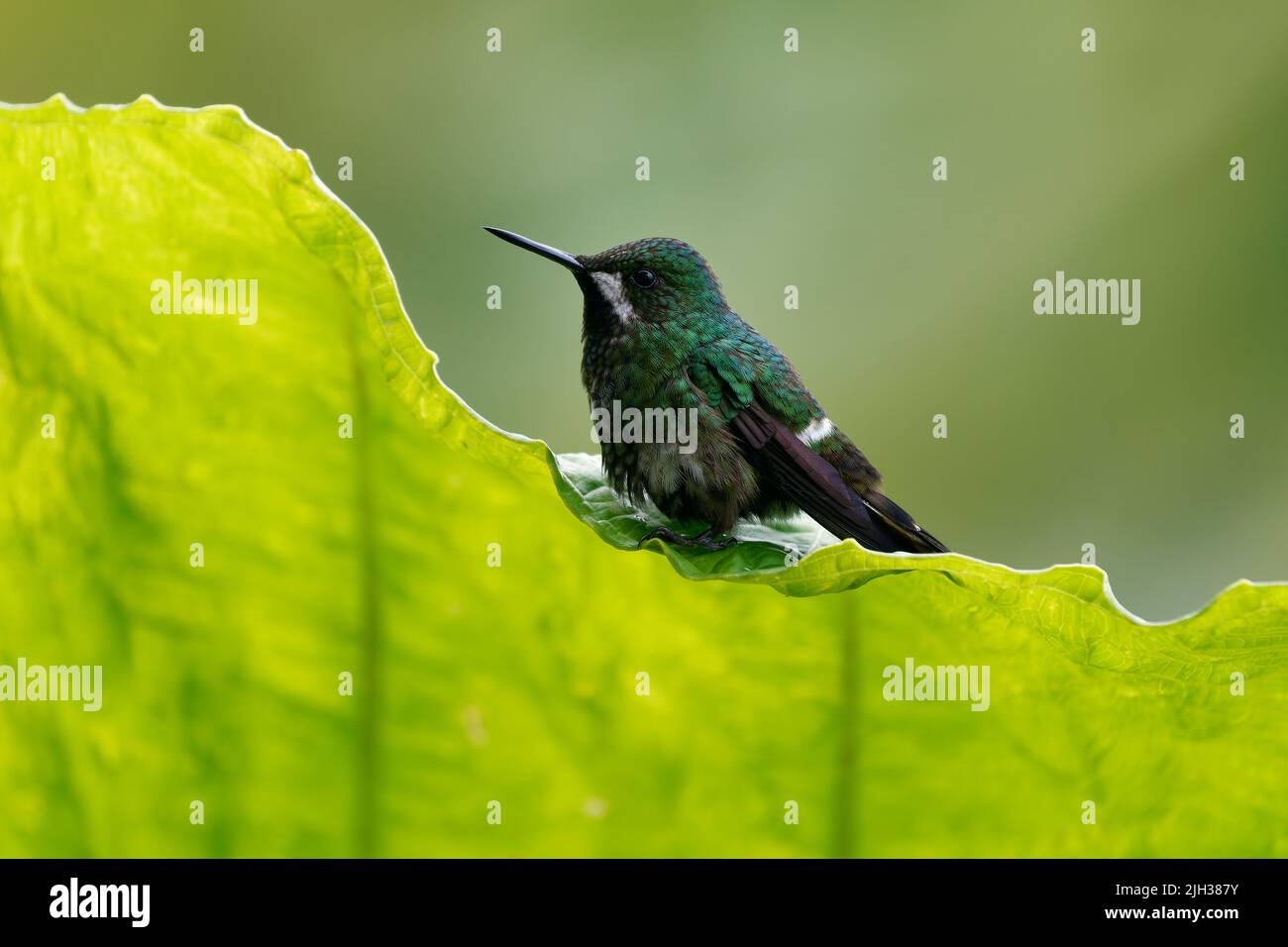 Espino verde - Discosura conversii Pequeño colibrí en los brillantes, tribu Lesbiini de la subfamilia Lesbiinae, ave verde encontrada en Colombia, Costa Foto de stock