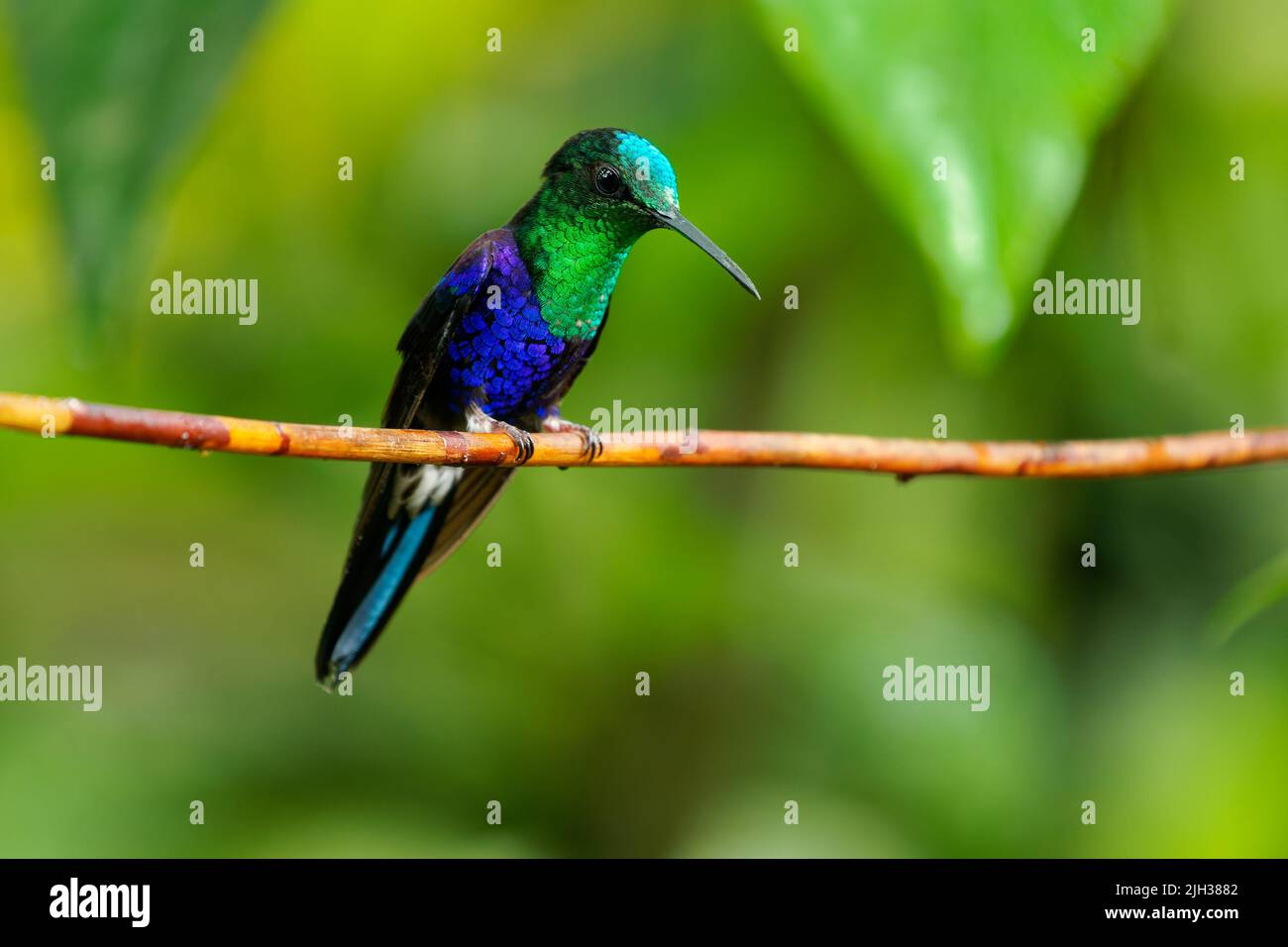 Ninfa coronada - Thalurania colombica ave verde y azul de la familia Trochilidae, encontrada en Belice y Guatemala hasta Perú, azul y verde Foto de stock