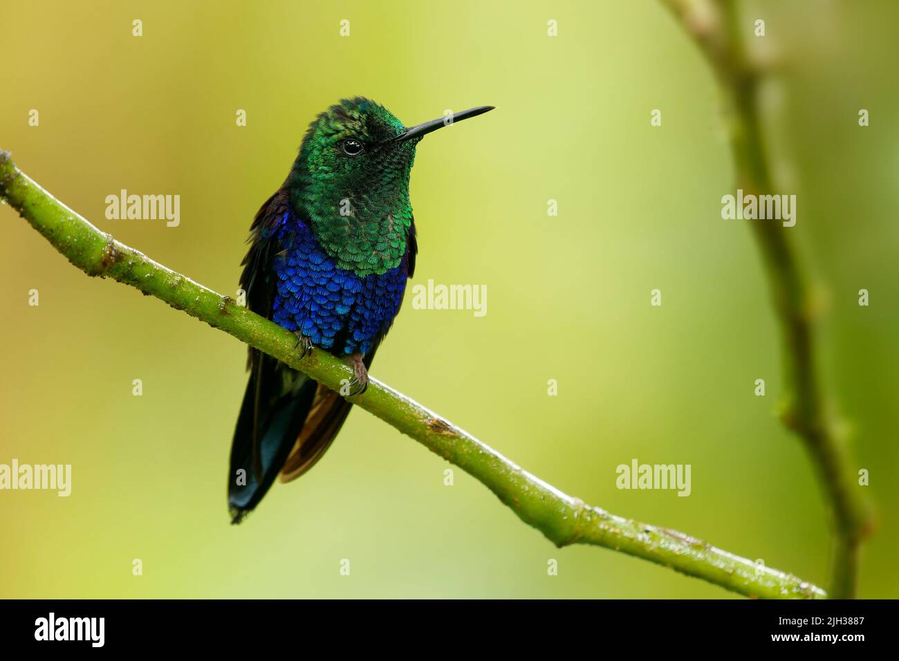 Ninfa coronada - Thalurania colombica ave verde y azul de la familia Trochilidae, encontrada en Belice y Guatemala hasta Perú, azul y verde Foto de stock