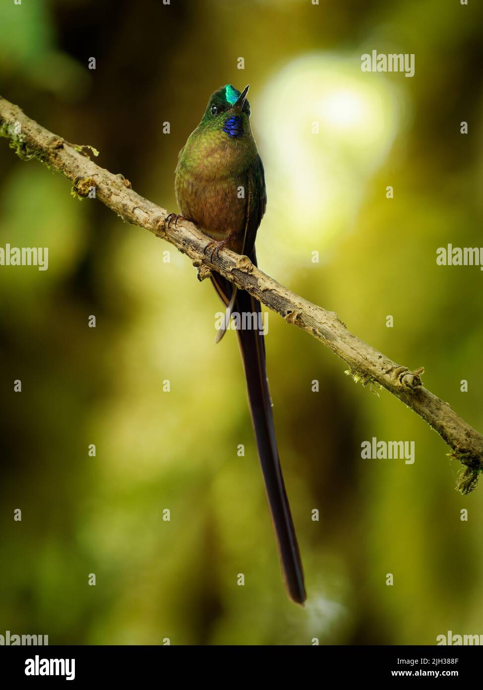 Sylph cola violeta - Aglaiocercus coelestis Colibrí en coquetas, tribu Lesbiini de Lesbiinae, encontrado en Colombia y Ecuador, muy largo color azul Foto de stock