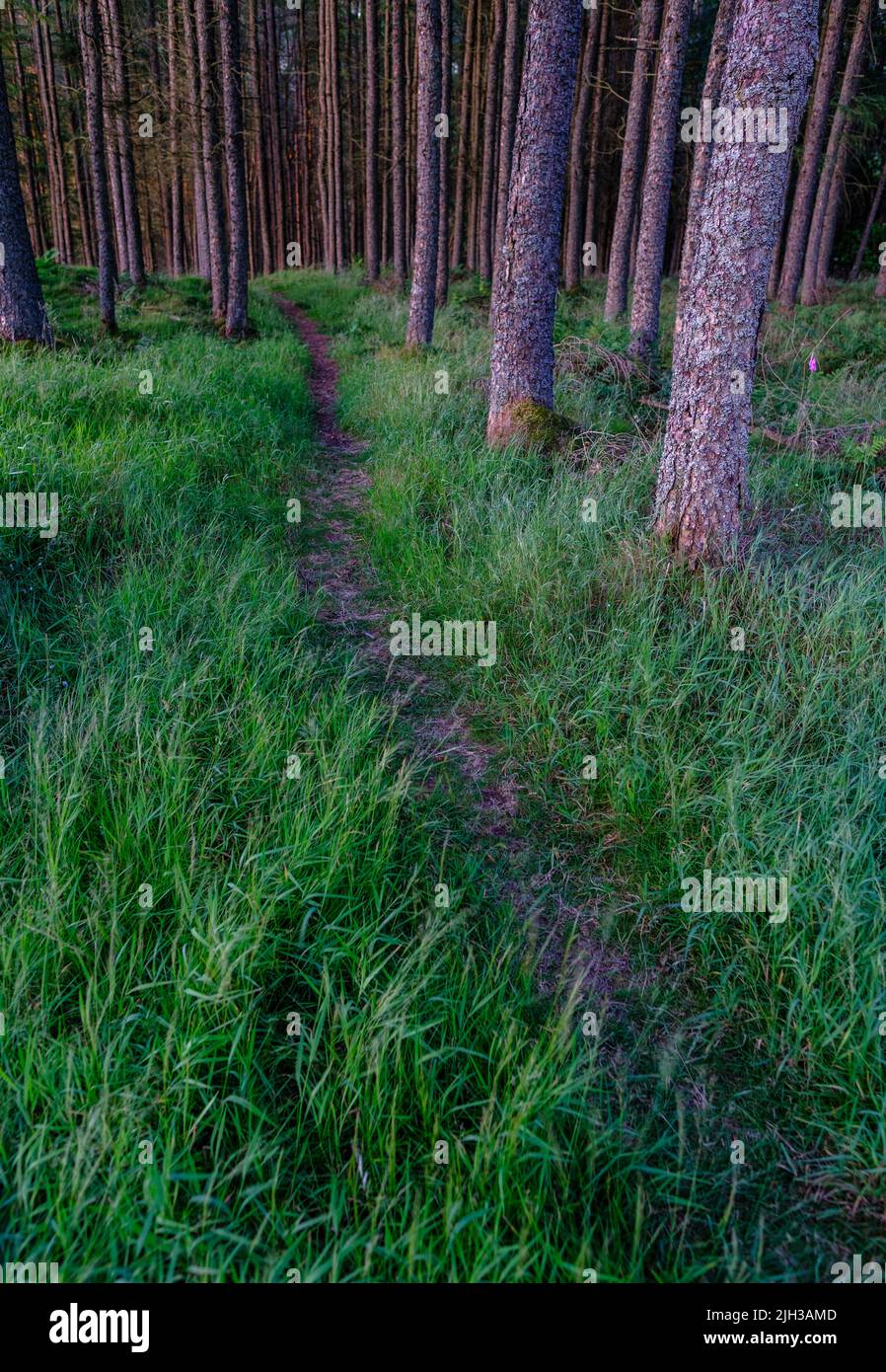Imagen Conceptual de lo Desconocido, con un Camino del Bosque que conduce a la distancia Foto de stock