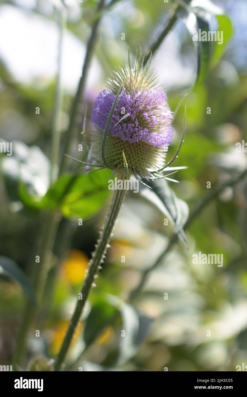 Primer plano de flores silvestres de cucharadita y cabezas de semillas con una banda de flores púrpura/rosa alrededor de una cucharadita espinosa Foto de stock
