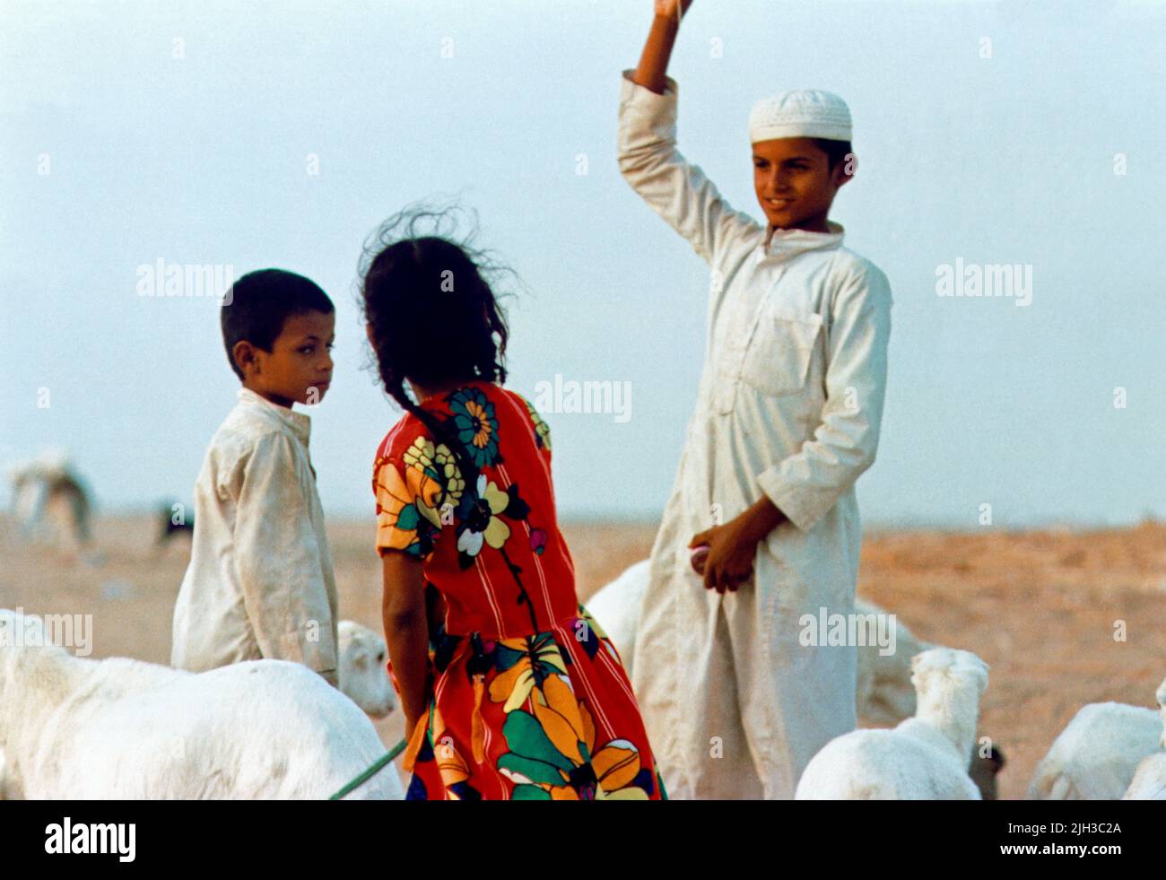 Gizan Arabia Saudita Niños beduinos que cuidan ovejas Foto de stock