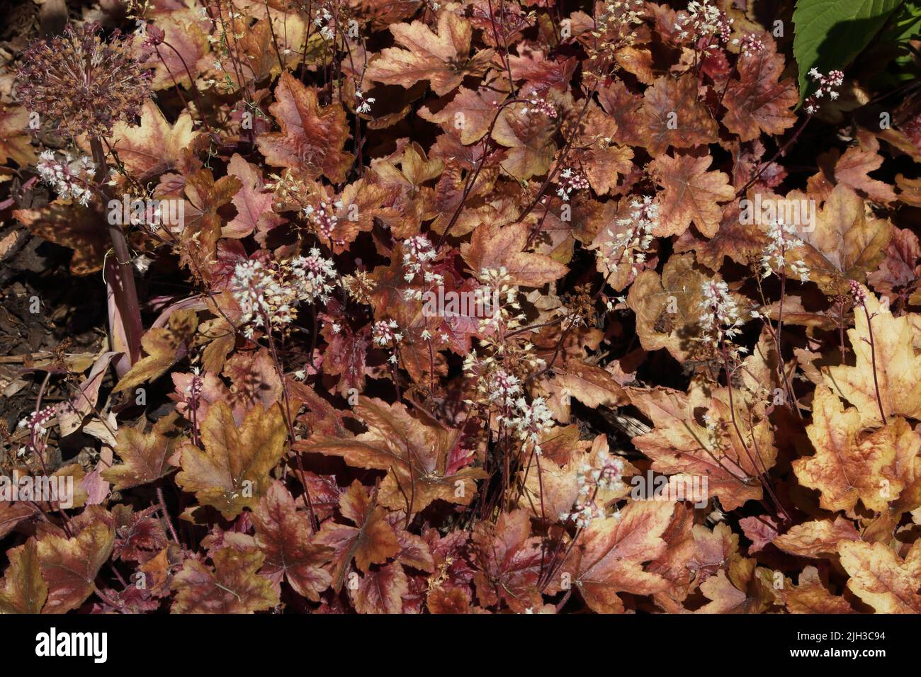 Campanas de coral con hojas de cobre en Wisley Royal Horticultural Society Gardens Surrey England Foto de stock