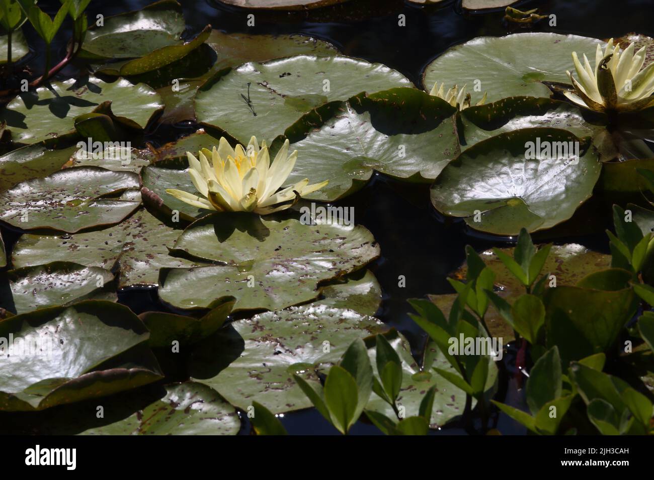 Water Lilies in Pond Wisley Royal Horticultural Society Surrey Inglaterra Foto de stock