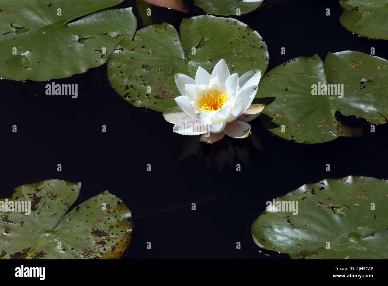 Water Lilies in Pond Wisley Royal Horticultural Society Surrey Inglaterra Foto de stock