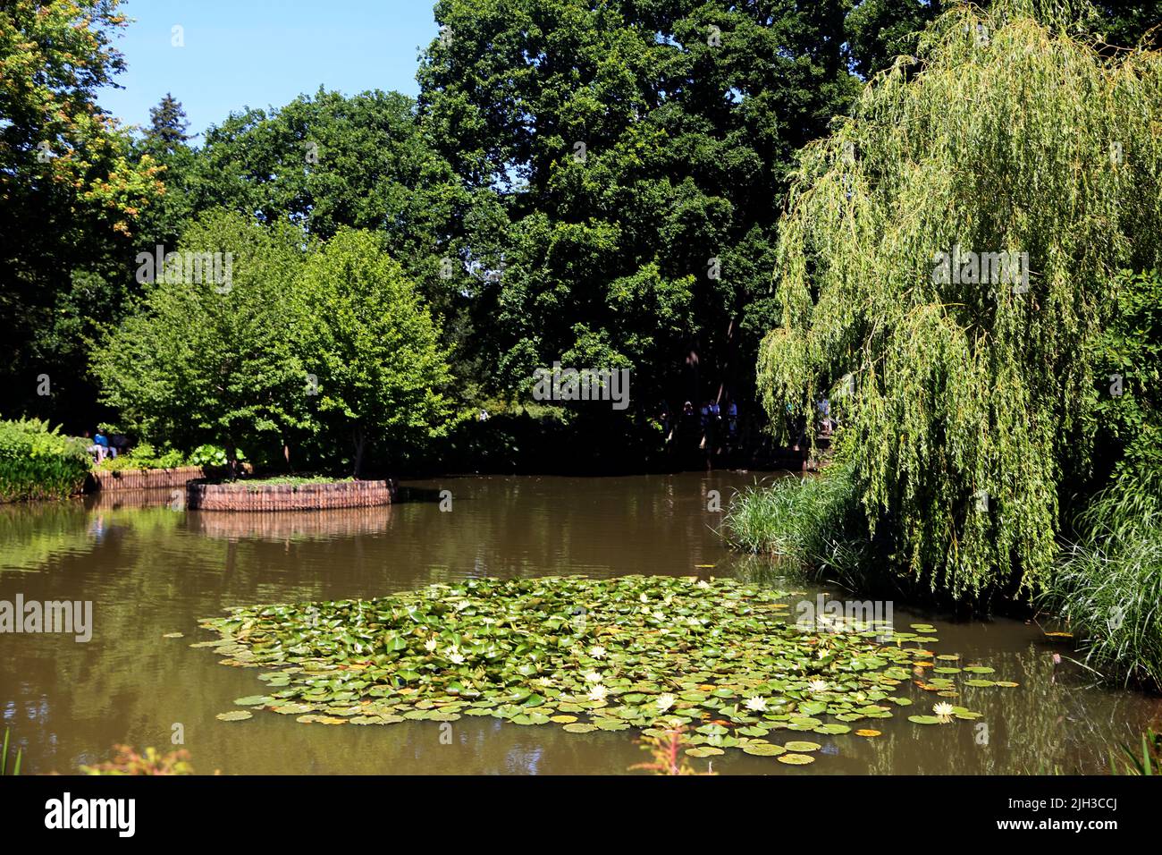 Water Lily Pond y Weeping Willow Tree en Wisley RHS Gardens Surrey Inglaterra Foto de stock