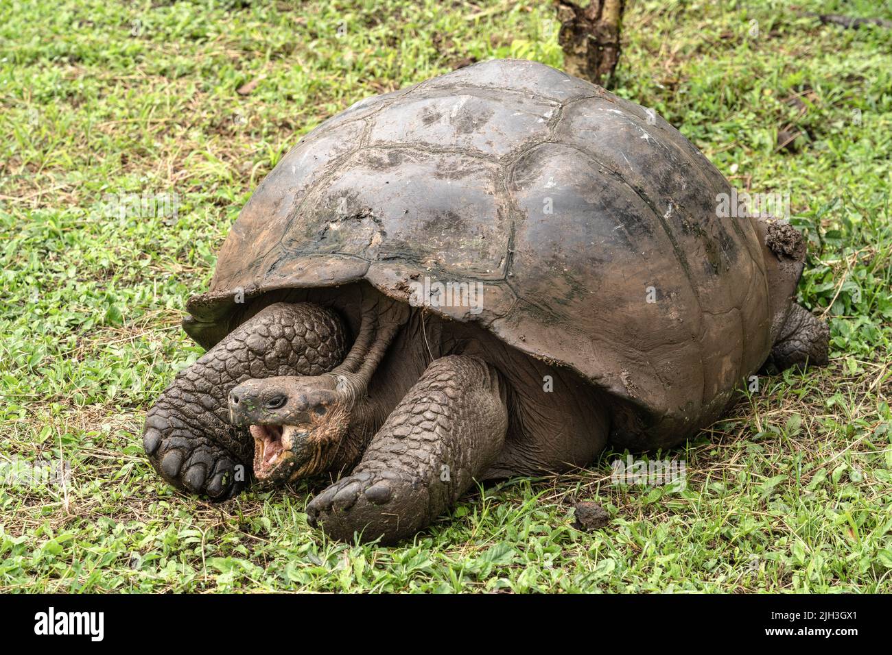 Las tortugas gigantes viven en las tierras altas de las islas Galápagos y pueden pesar hasta 900 libras y vivir hasta 177 años Foto de stock