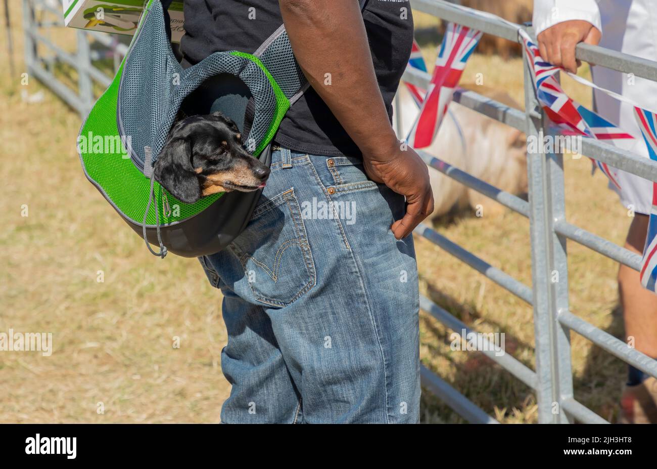 Un pequeño perro negro y bronceado montado en una bolsa verde que está sobre el hombro de un hombre Foto de stock