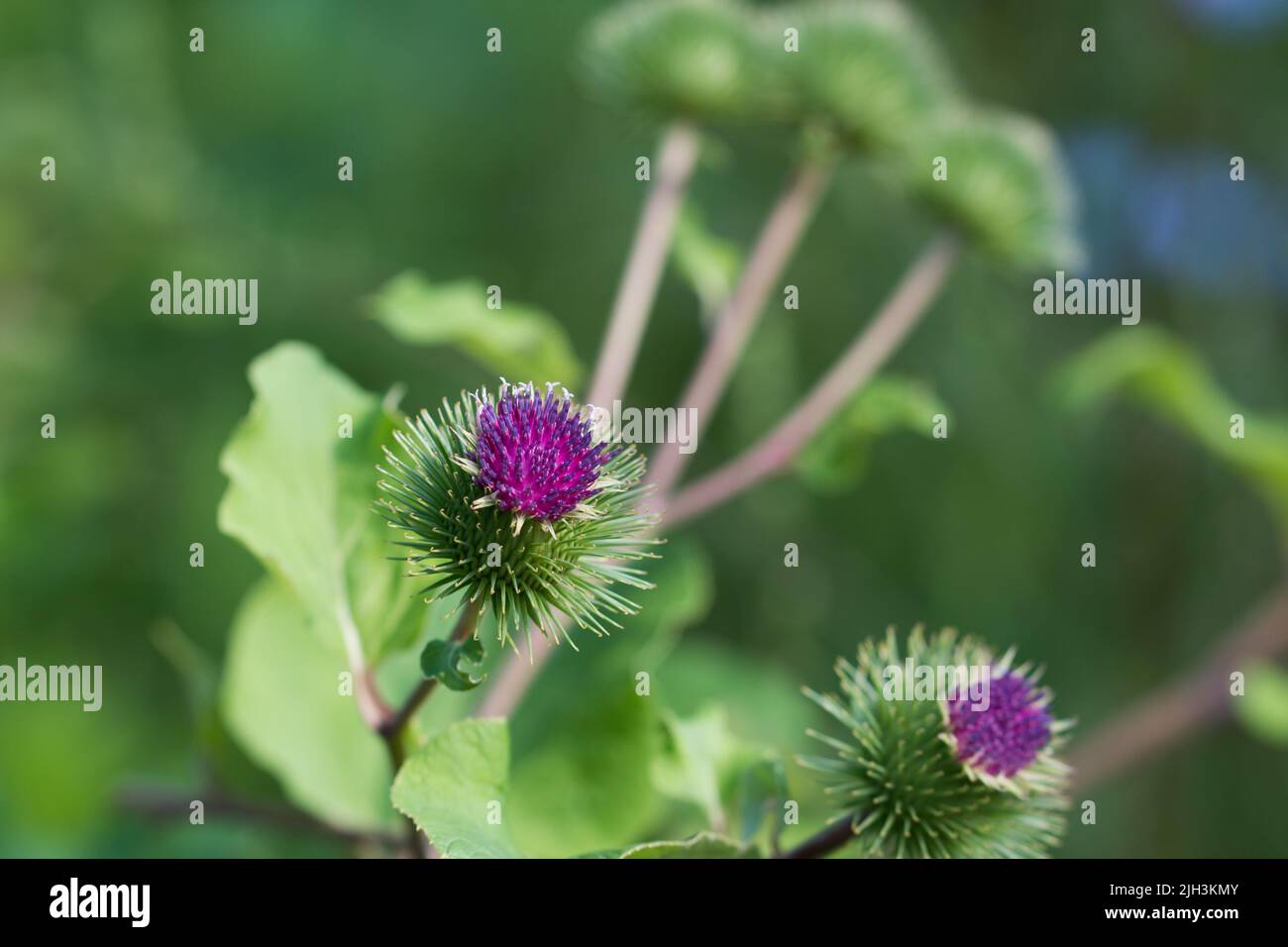 Arctium menos, bardana menor flores púrpura primer plano enfoque seelctivo Foto de stock