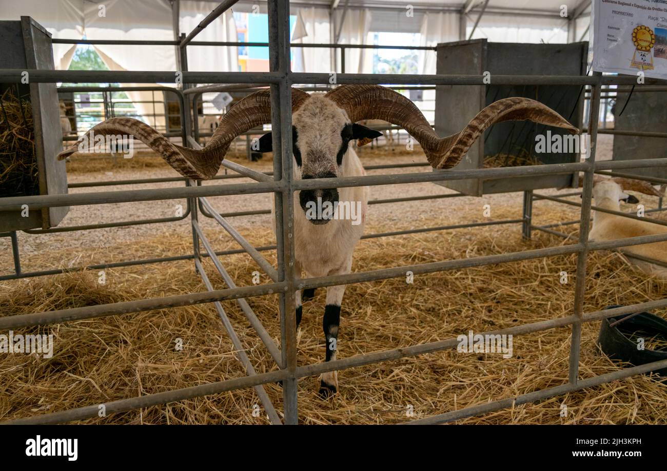 Algarve Churro es una raza de ovejas domesticadas en Portugal. Aunque esta casta crece lana, principalmente criada para su carne. Animales preciados. Foto de stock