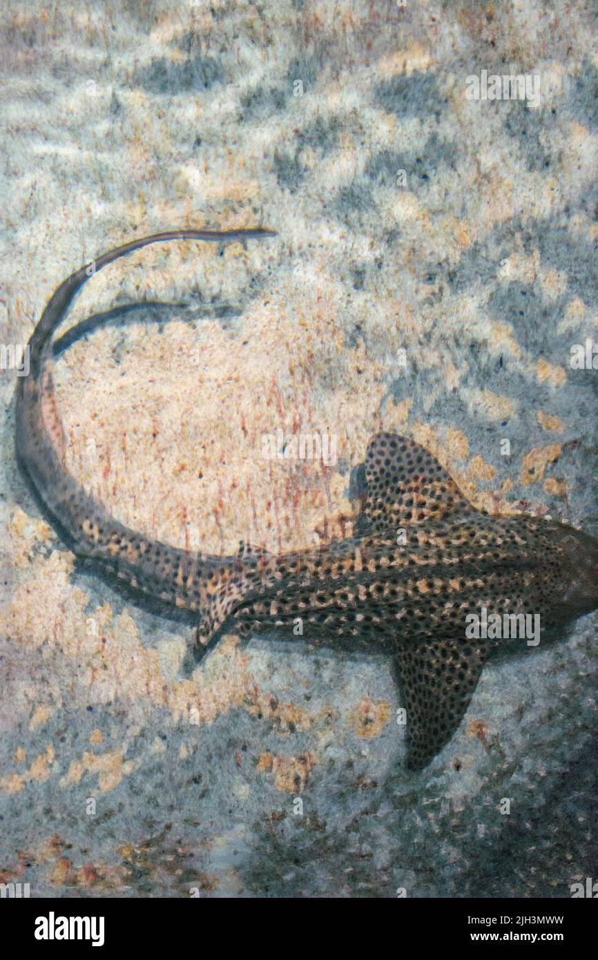 Tiburón cebra (Stegostoma fasciatum) nadando en aguas claras con fondo arenoso en el tanque del Acuario de Baltimore. Editado para crear una pintura de la imagen. Foto de stock