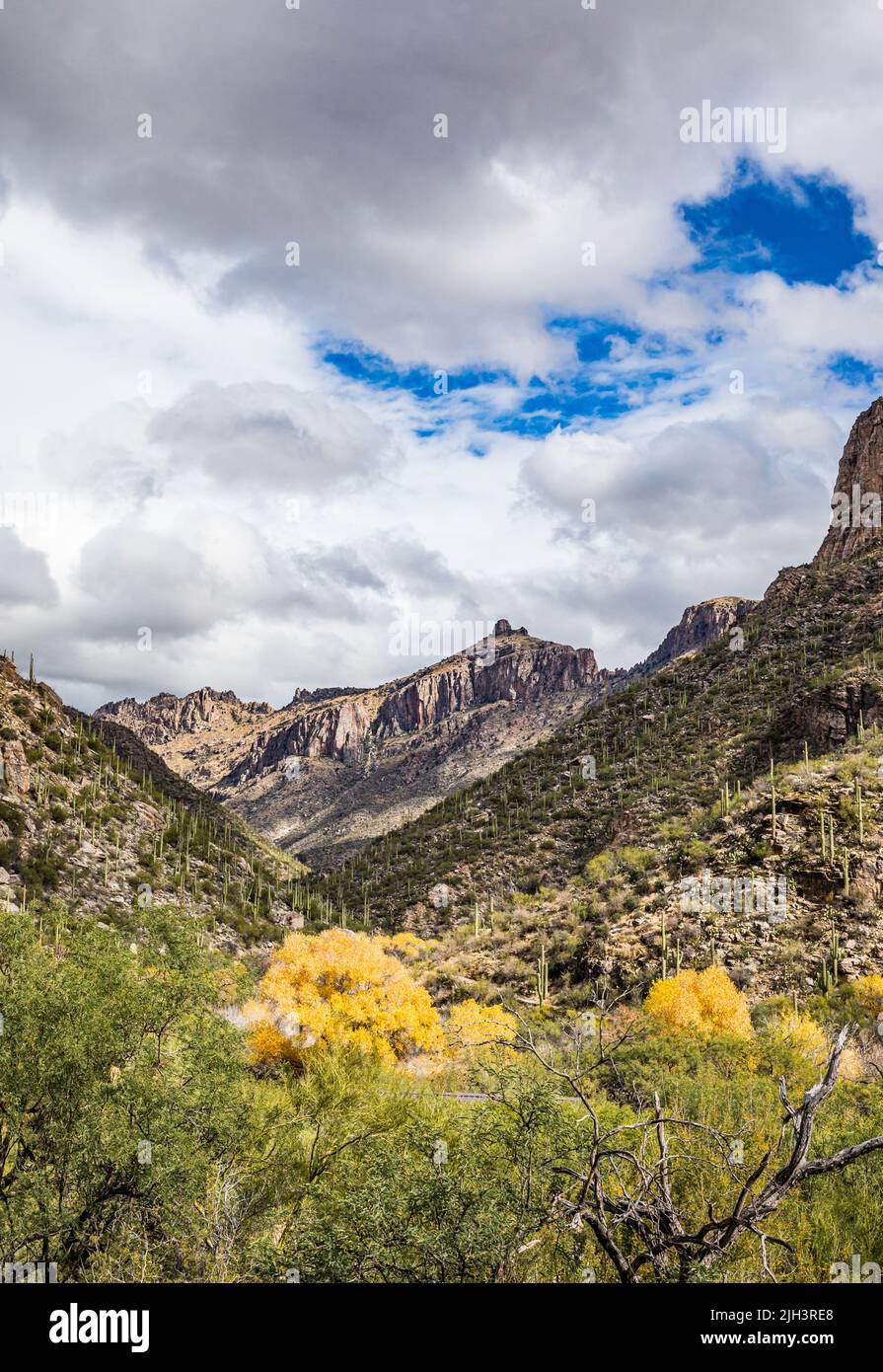 Mirando a Sabino Canyon en Sabino Canyon Recreation Area, Arizona, Estados Unidos. Foto de stock